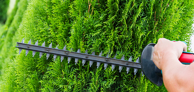 Cedar Hedge Trimming in Vernon, BC